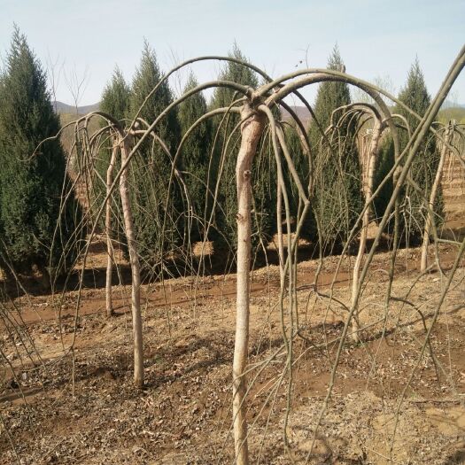 赞皇县 各种占地果木树，各种绿化苗木，保证质量，无病虫害