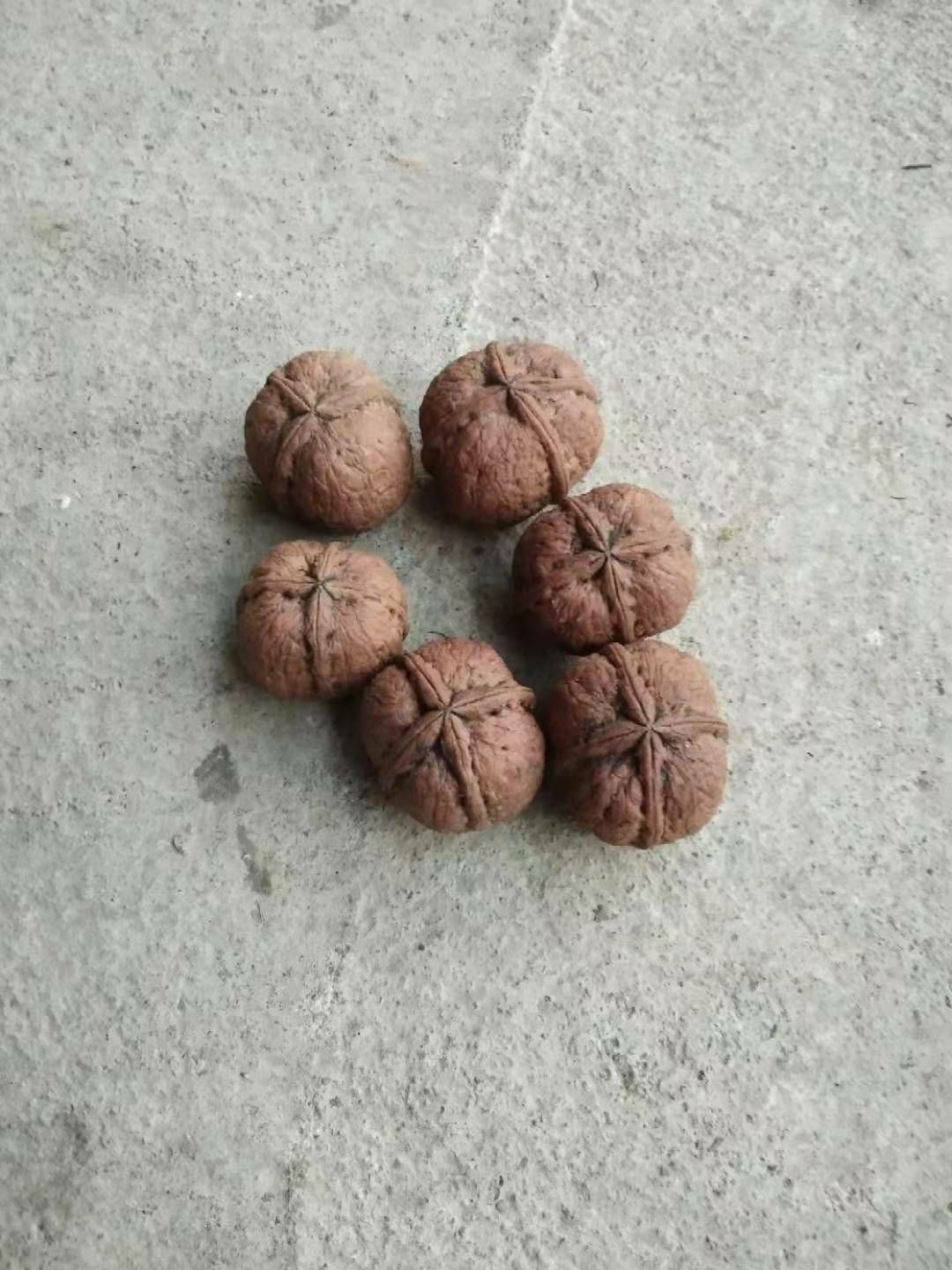 铁核桃