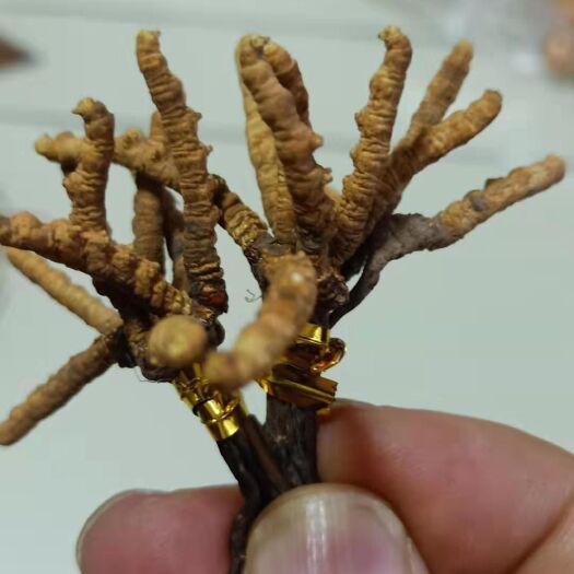 西宁 正宗冬虫夏草青海虫草精选冬虫夏草