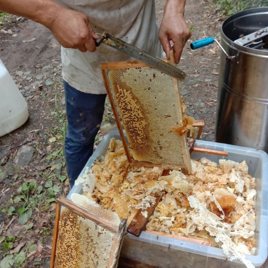 修水县 风荷梨蜂蜜，39度