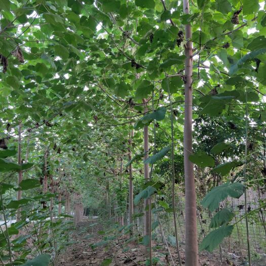  泡桐树苗圃批发，梧桐树价格，泡桐树苗批发
