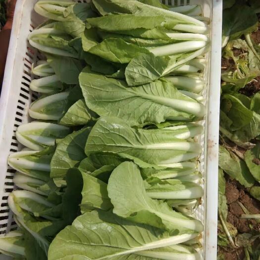 曹县 精品快菜 物美价廉