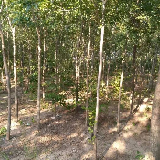 黄骅市 白蜡