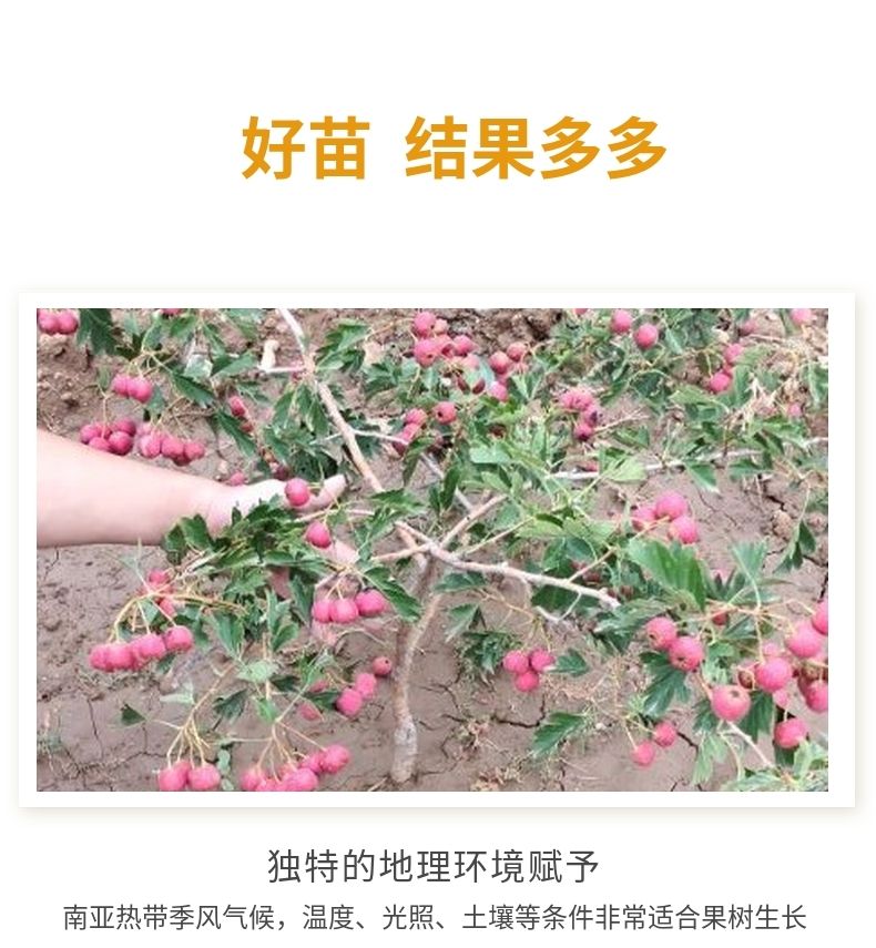甜红子山楂苗 山楂树嫁接苗山楂苗盆栽地栽果树苗南方北方种植包邮大五棱大金星