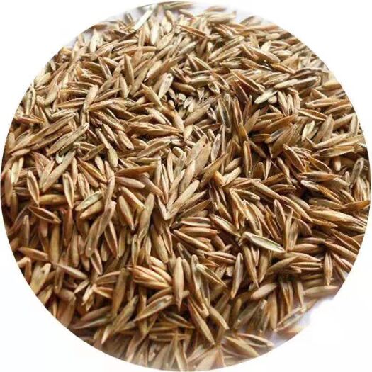沭阳县黑麦草种子 黑麦草种大量批发批发牧草草坪草花林木种子提供种植资料