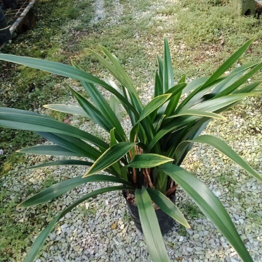 金華山墨蘭  墨蘭 金嘴又名金華山 有花苞