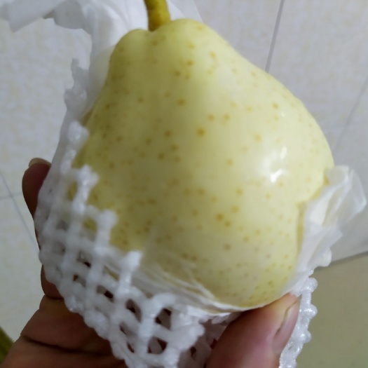 贺州 水晶梨