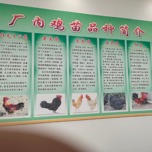 淮安红公鸡苗 6.5