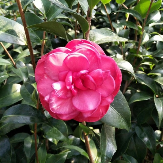 漳平市山茶花 30~50cm