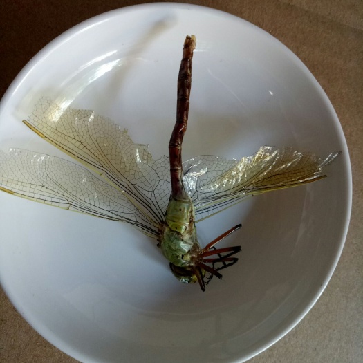 蜻蜓 绿头大20只起批包邮