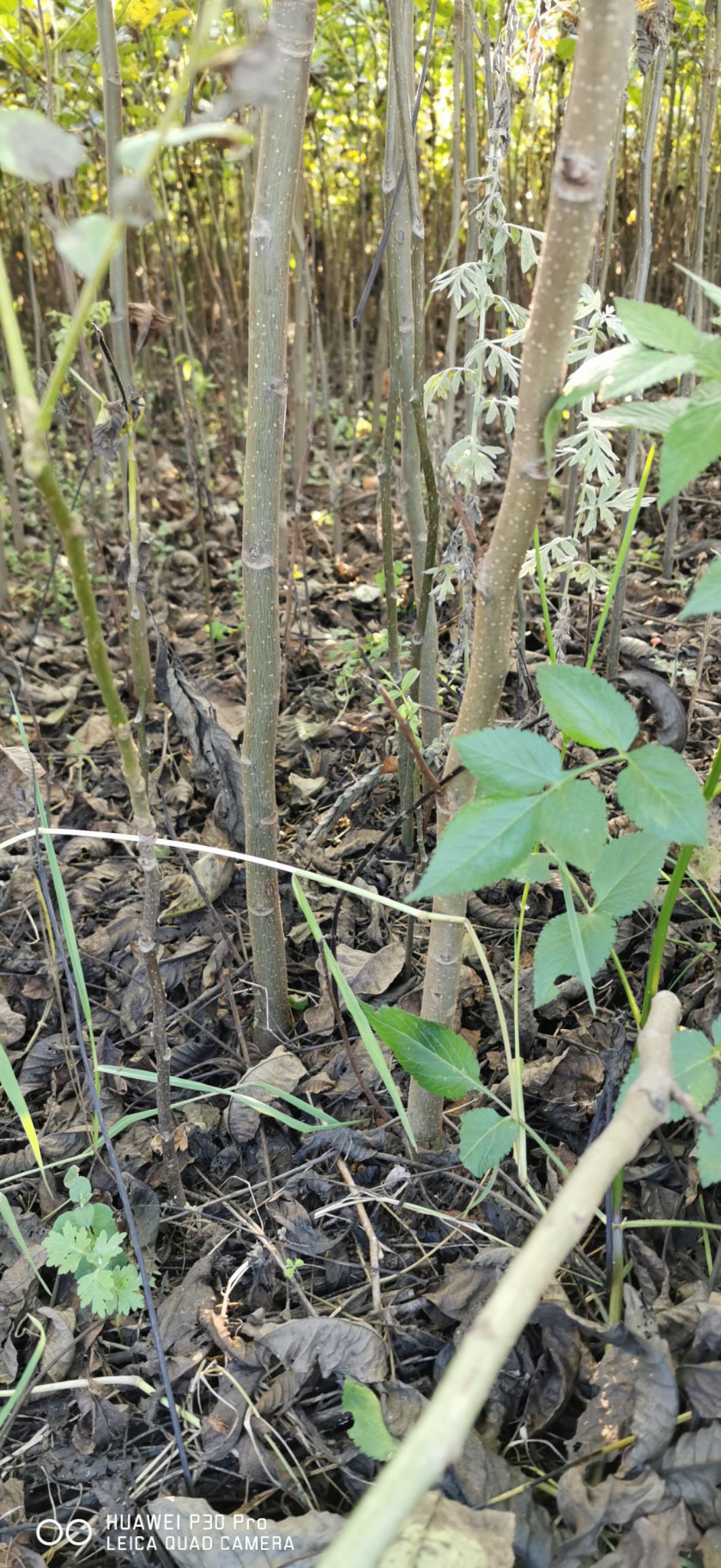 山核桃苗  云南核桃苗产地，占地核桃苗嫁接用核桃苗大量供应，实生核桃苗批