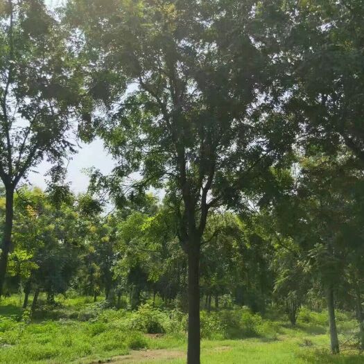 易县 栾树