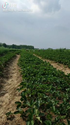 长丰县 草莓苗