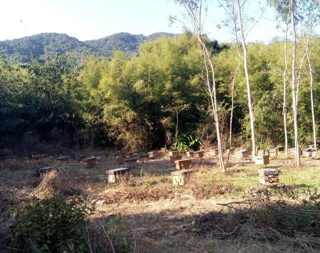 丰顺县 蜂蜜