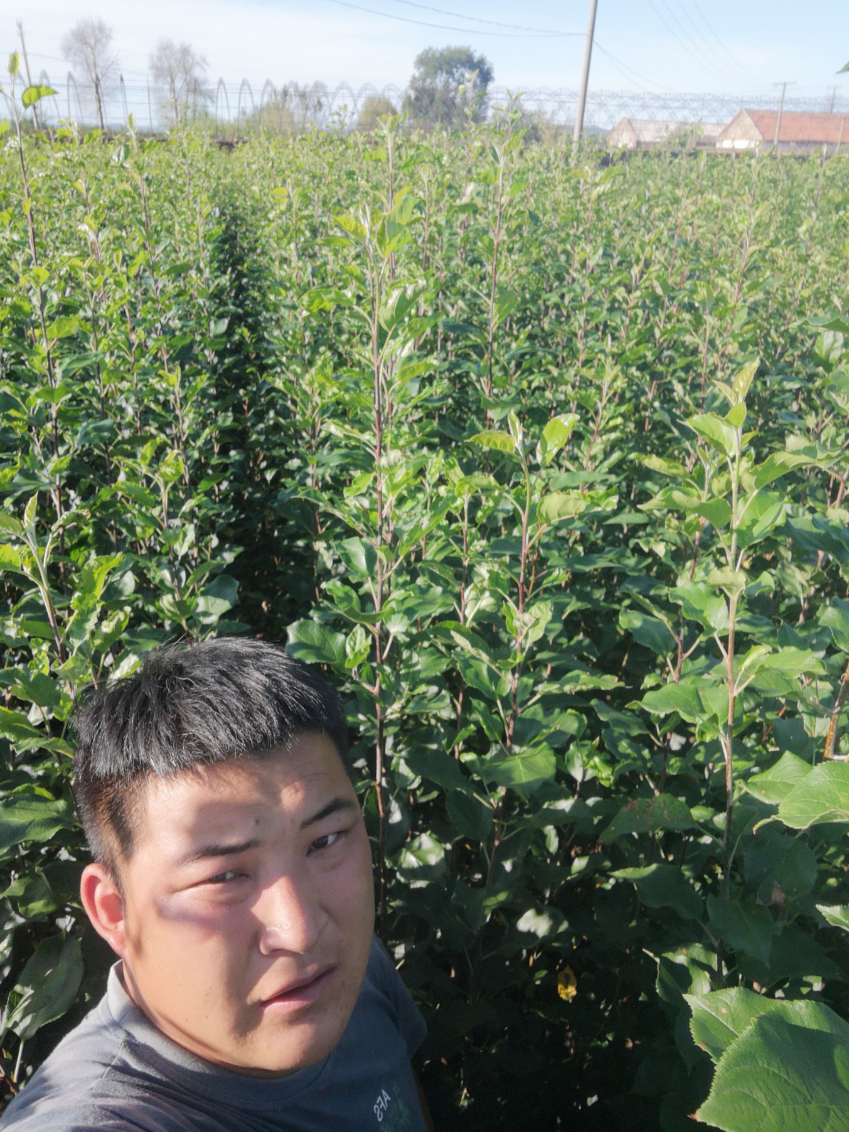 龙丰苹果苗 诚信做人，信誉第一，自家苗圃，一手货源。