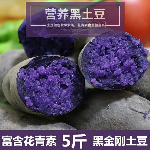 枣庄黑土豆黑金刚黑美人紫土豆乌洋芋迷你小土豆5斤装一件代发