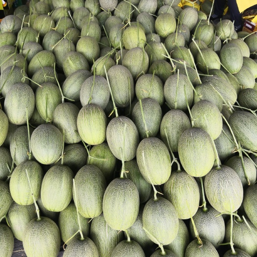 新疆哈蜜瓜 本地大量供应秋胜25哈密瓜货源充足种植面积达十万于亩,皮薄