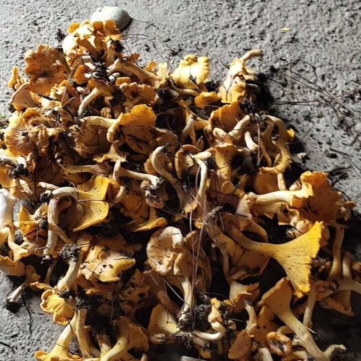 罗甸县鸡油菌 墅生黄丝菌   鲜货 质量好   只是没好好的拍