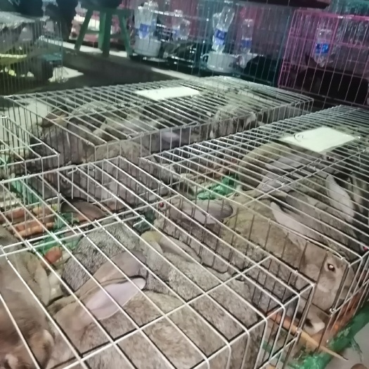 嘉祥县比利时兔 比利时，公羊兔   新西兰    肉兔   杂交兔 肉兔