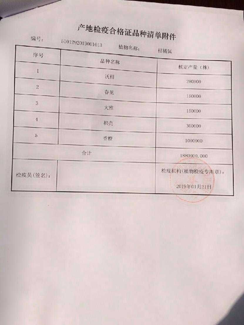  沃柑苗 柑桔苗 带原土球发货 移栽后根系发达 无病苗