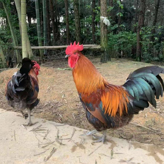 南宁 改良瑶鸡苗