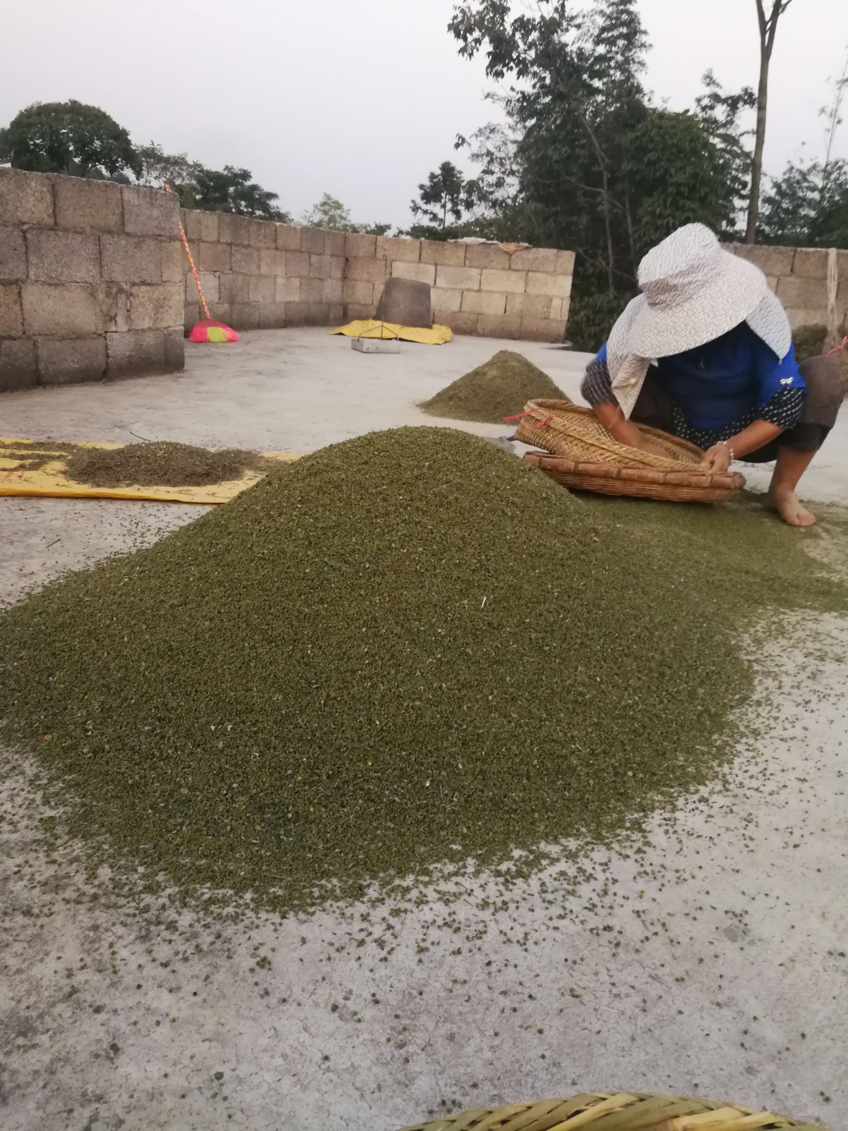  吴茱萸中统花，无任何药物添加剂处理，完全符合农残含量检测标