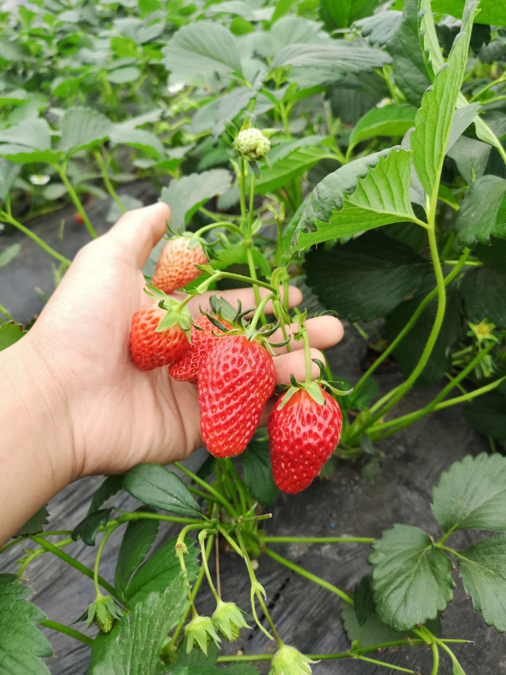 [巨星一号草莓苗批发] 巨星一号草莓苗 现挖发货价格0.5元/株 - 惠农