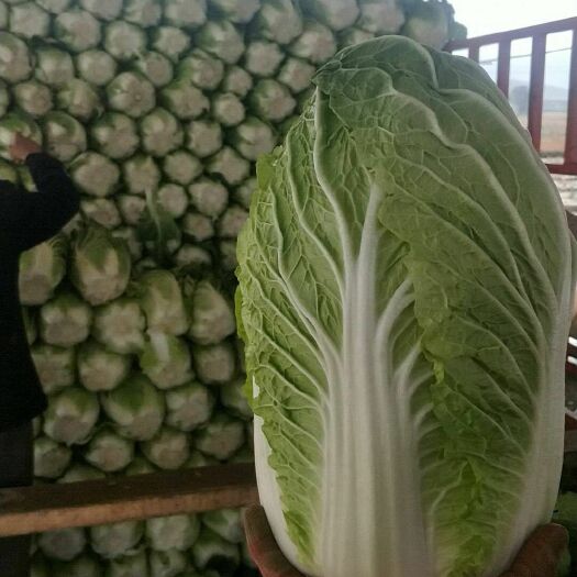 定西卷筒白菜 6~10斤 毛菜