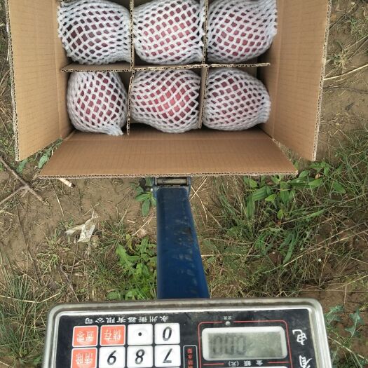 花牛苹果 80mm以上 全红 膜袋