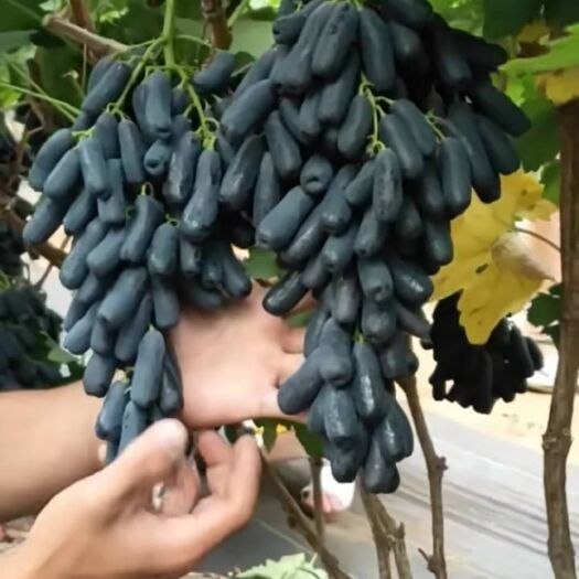 平邑县 美国甜蜜蓝宝石葡萄苗嫁接蓝宝石葡萄树苗南方北方种植地载果树