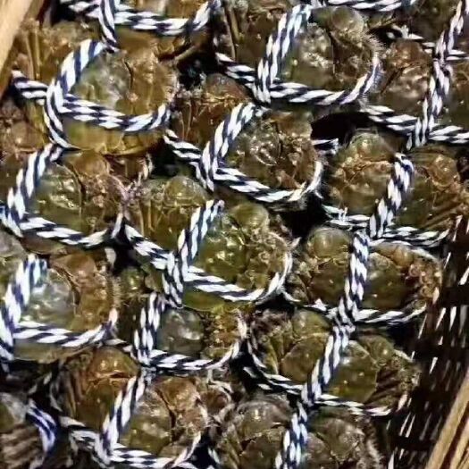 南京高淳大闸蟹 母蟹 高淳大闸蟹 母蟹