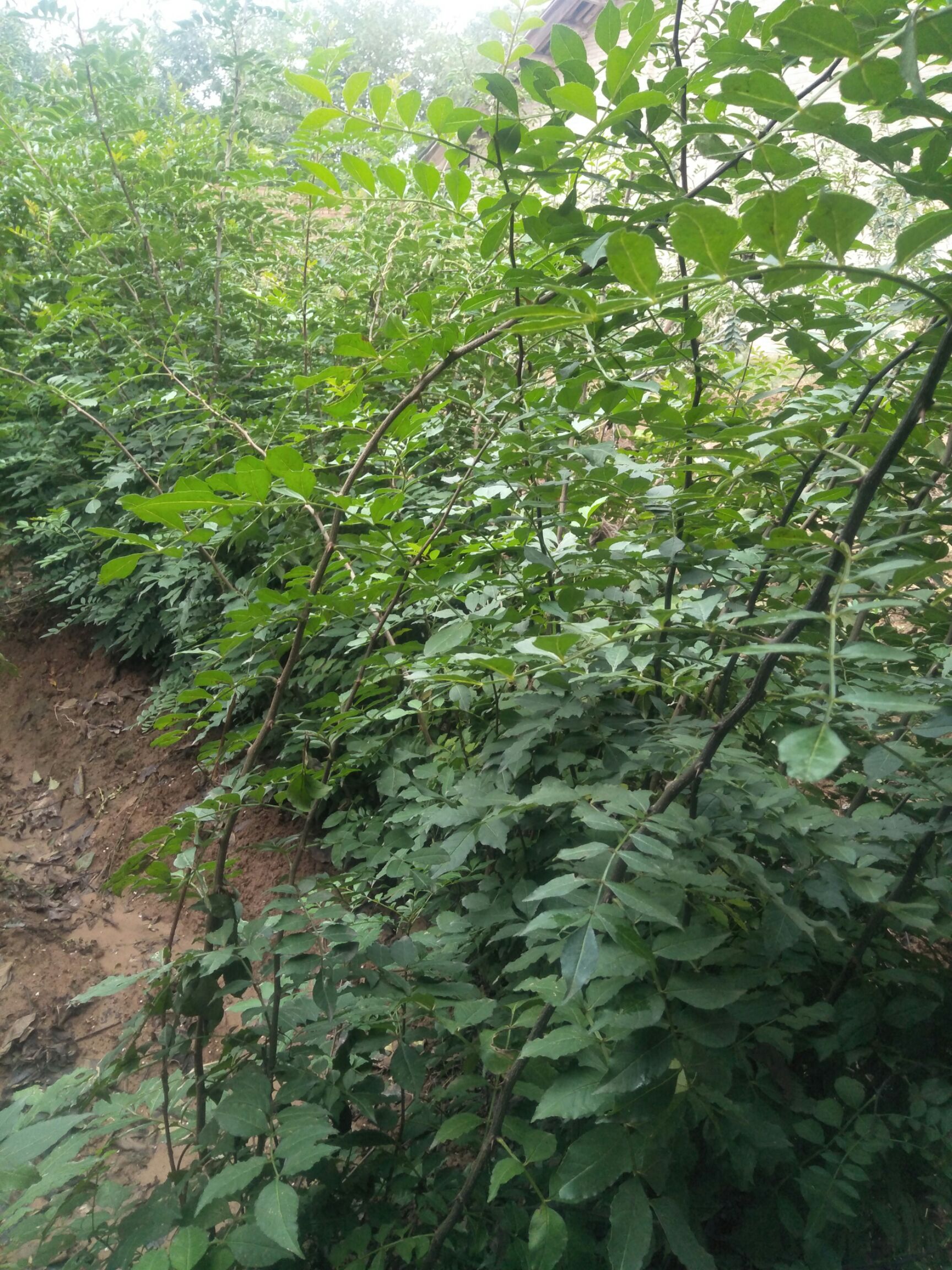 黄盖狮子头 陕西韩城大红袍  狮子头  黄盖  品种好  产量高