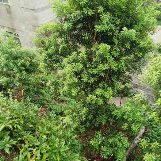 融水县杨梅树 杨梅原苗