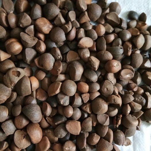 麻城市茶叶籽  小茶籽