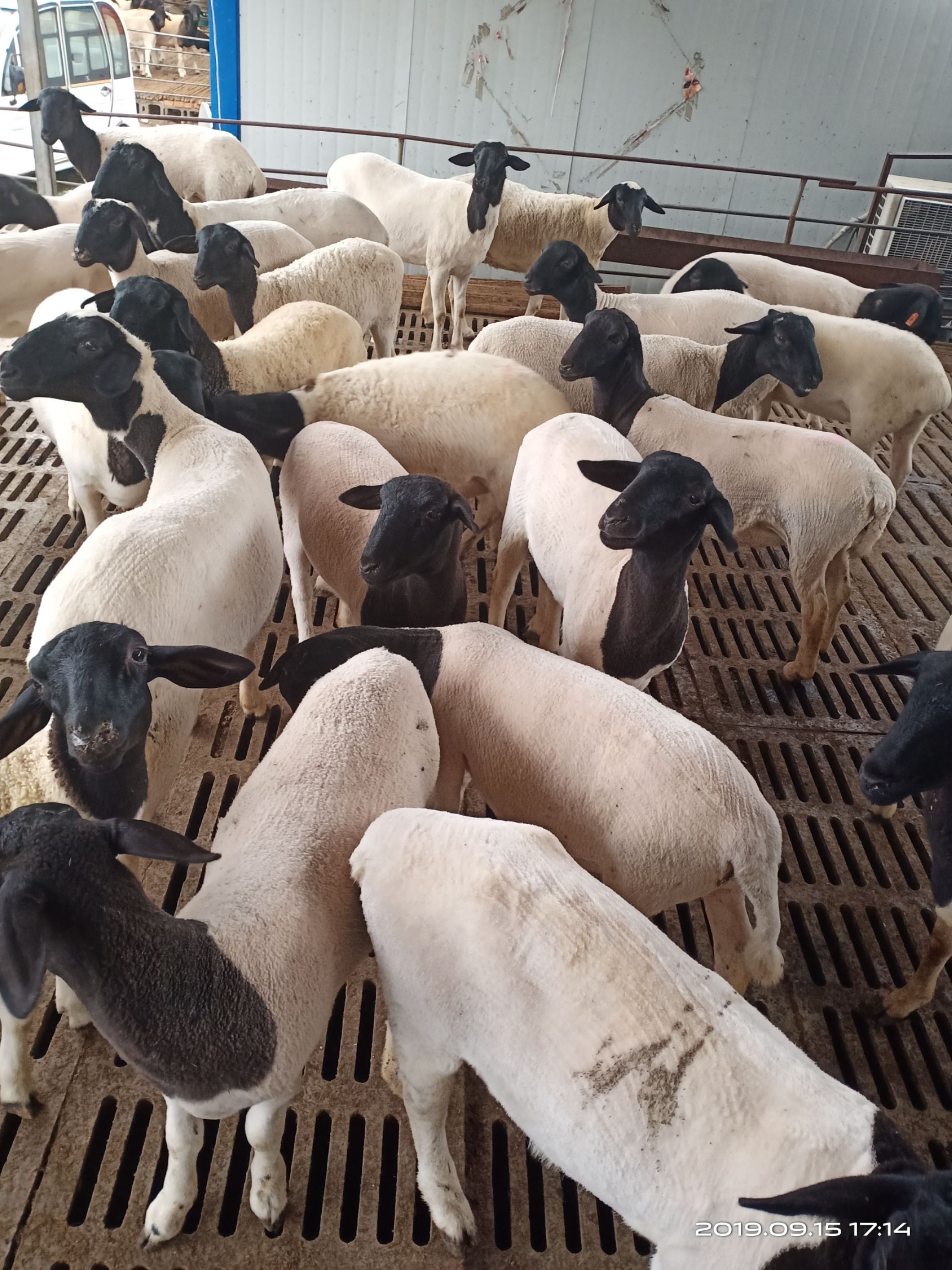 2019年最火的养殖项目 黑头杜泊羊