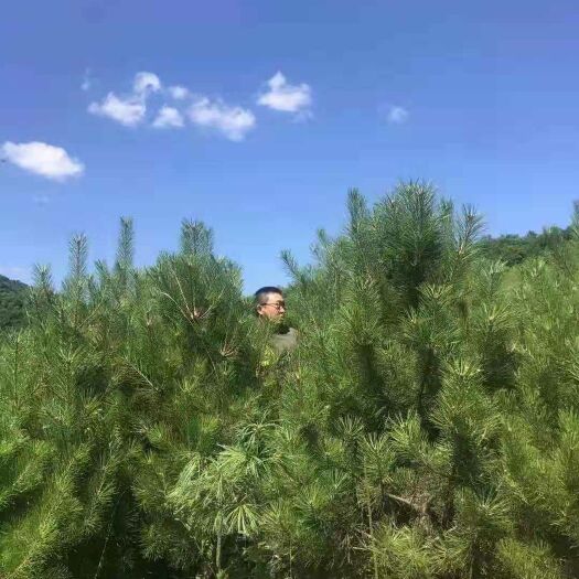天水 大田油松