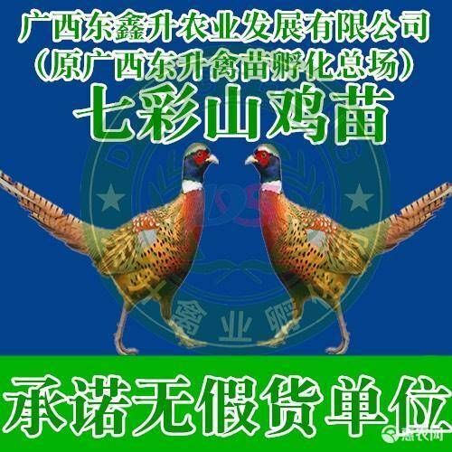 南宁 山鸡苗～～～承诺无假单位