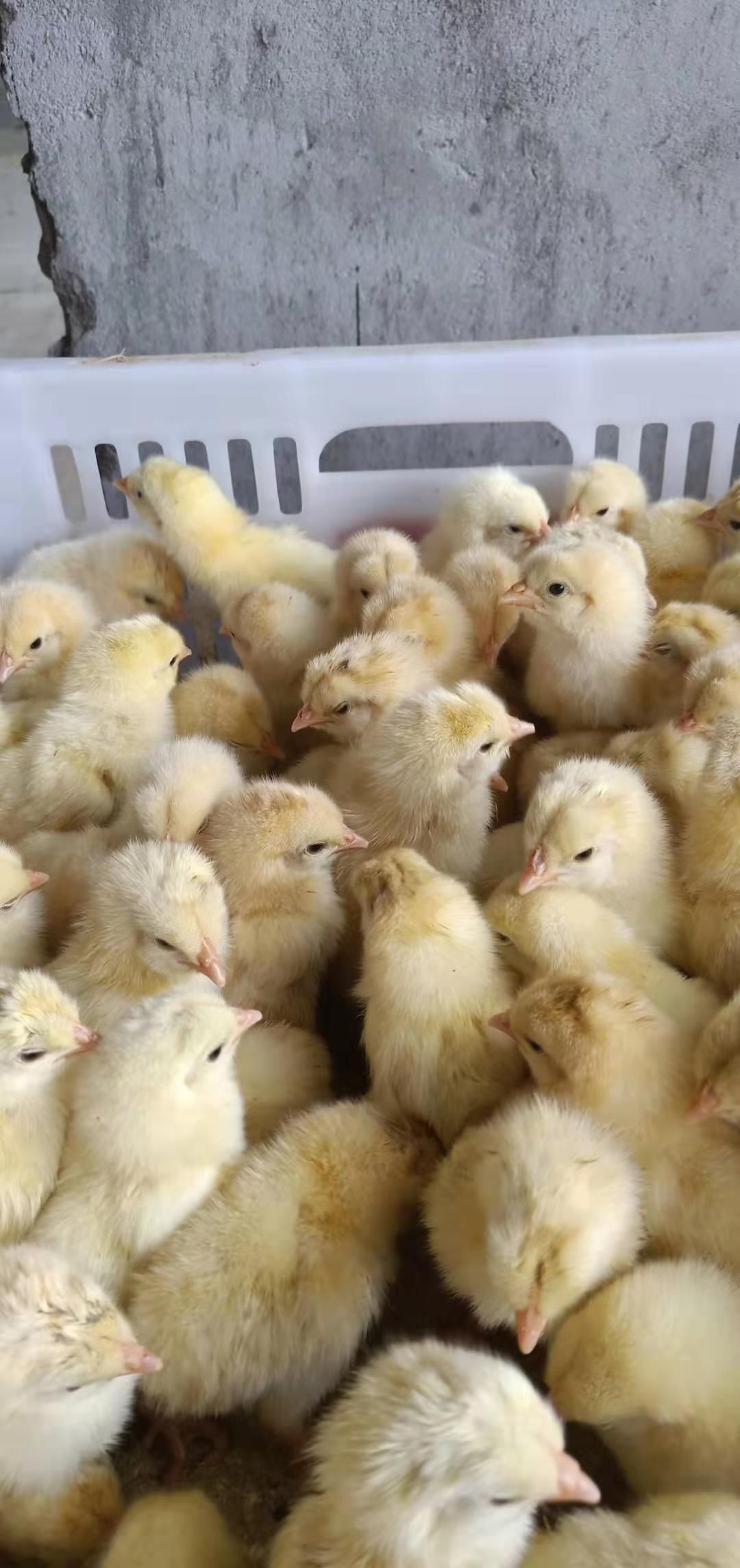 肉鸡苗