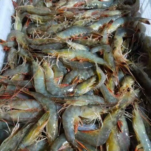 东港市 对虾东方虾海水虾一件代发当天捞当天发