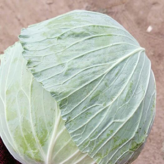 通许县 包菜
