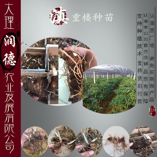 大理市重楼苗 云南重楼苗 滇重楼种苗 重楼种苗 包邮送技术