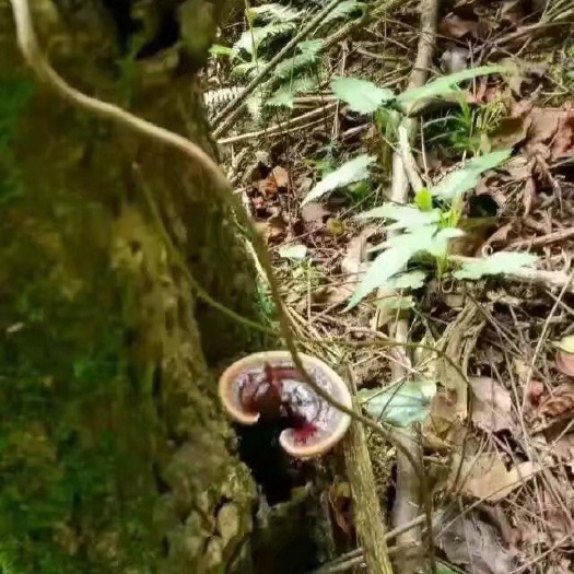 和平县 紫灵芝