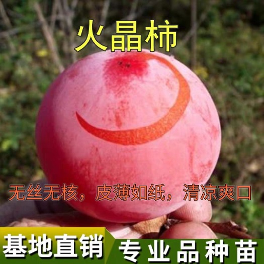 平邑县 临潼火晶柿子苗  无丝无核 皮薄如纸