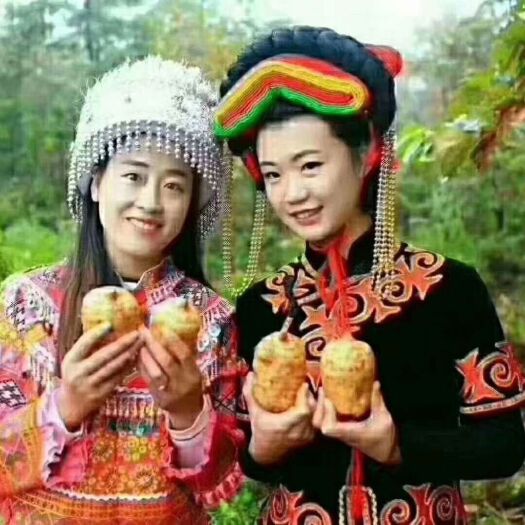 彝良县小草坝天麻 正宗货，产地直销