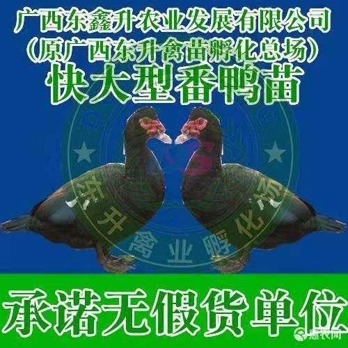 南宁 黑番鸭苗～～～承诺无假单位