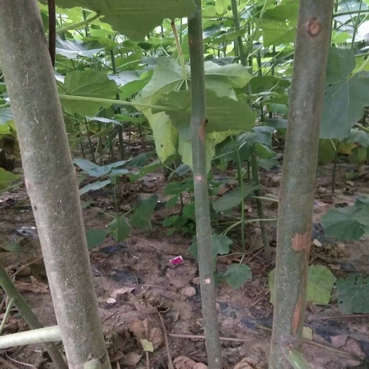 商丘泡桐，四倍体泡桐，紫花泡桐，泡桐根桩，泡桐种根