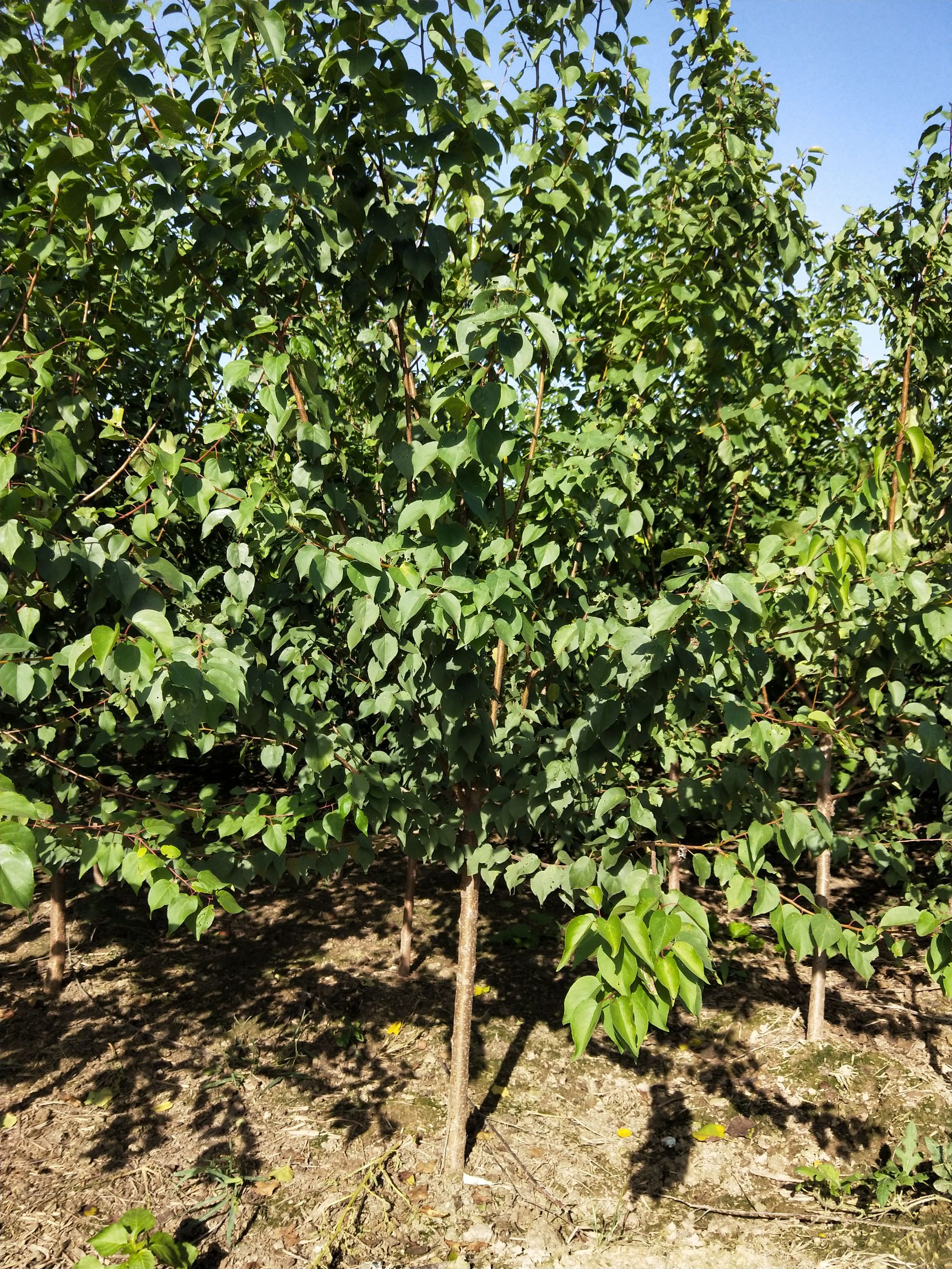 山杏苗  山杏河北正宗山杏产地报价山杏树地径3/4公分数量5000棵