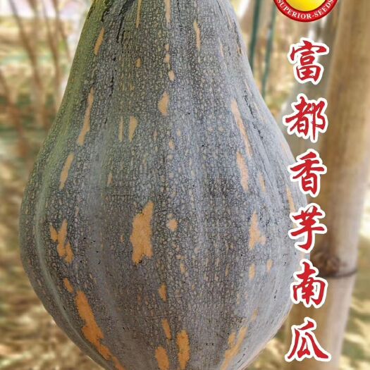 汕头香芋南瓜种子 香芋南瓜