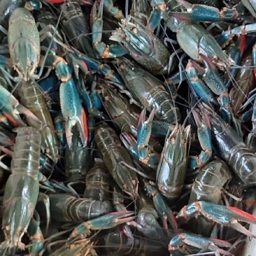 海口澳洲龙虾  1-2两规格澳洲淡水龙虾商品虾