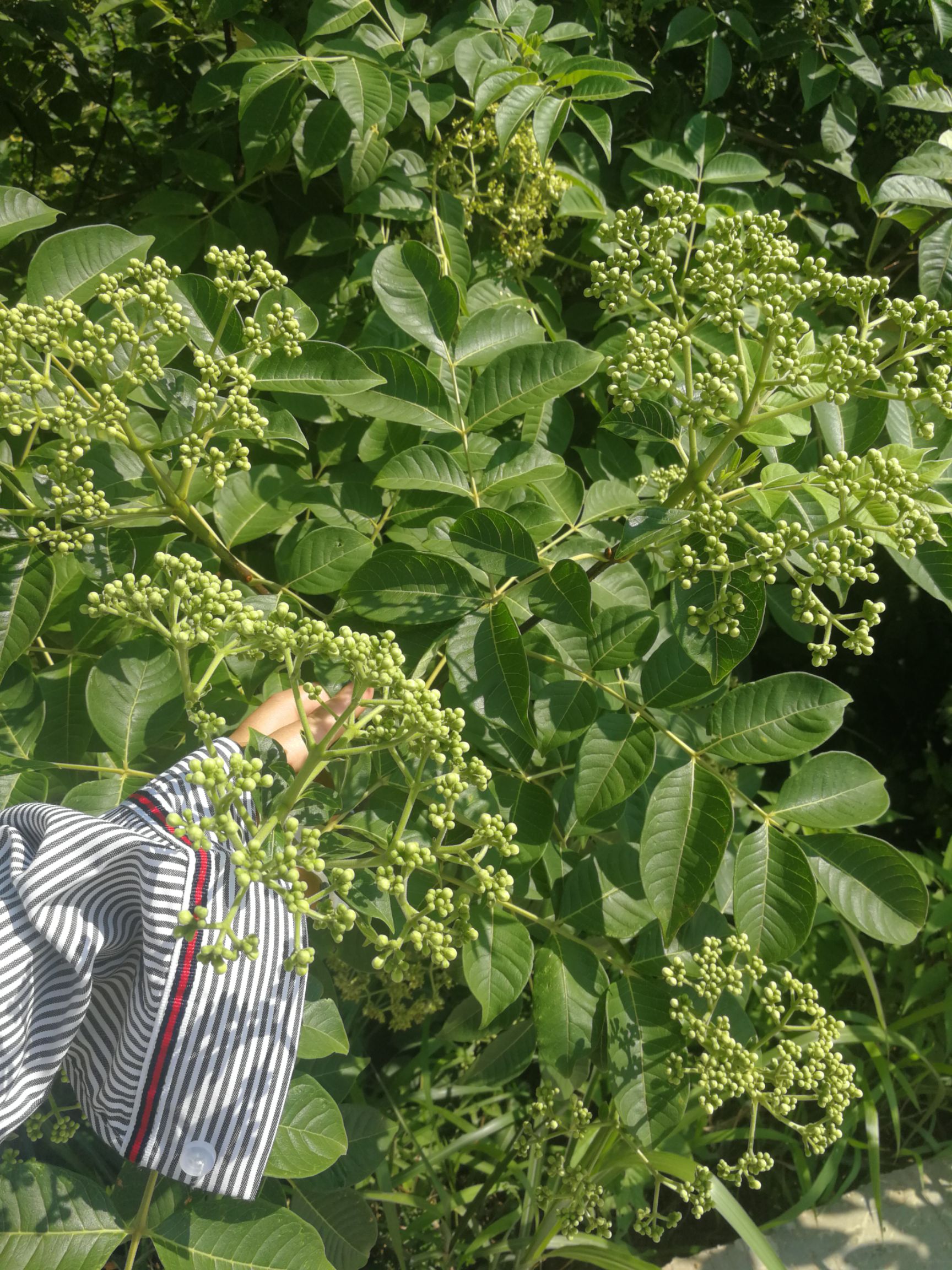  吴茱萸中统花，无任何药物添加剂处理，完全符合农残含量检测标